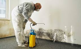 Professional Mold Prevention & Removal  in Renville, MN