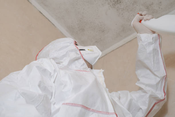 Why You Should Choose Our Mold Remediation Services in Renville, MN